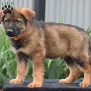 Mason, German Shepherd Puppy